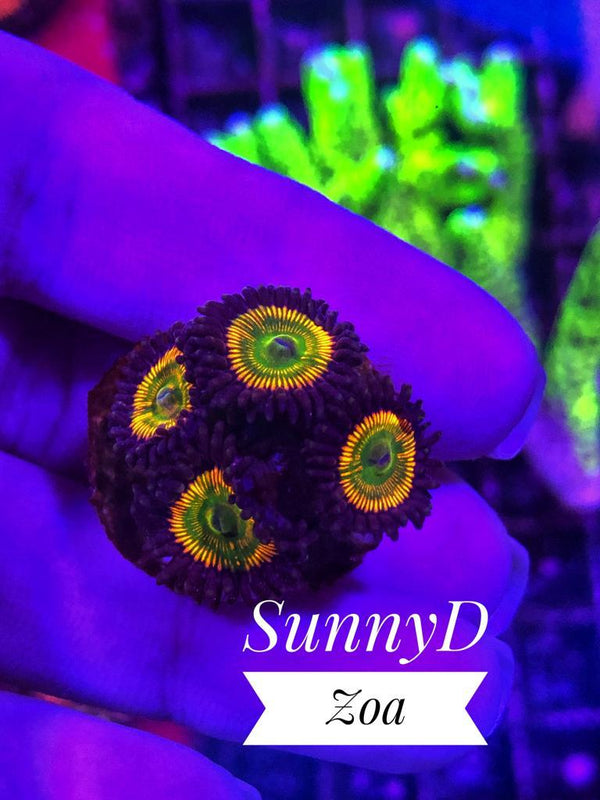 Sunny D Zoanthids - PetStore.ae