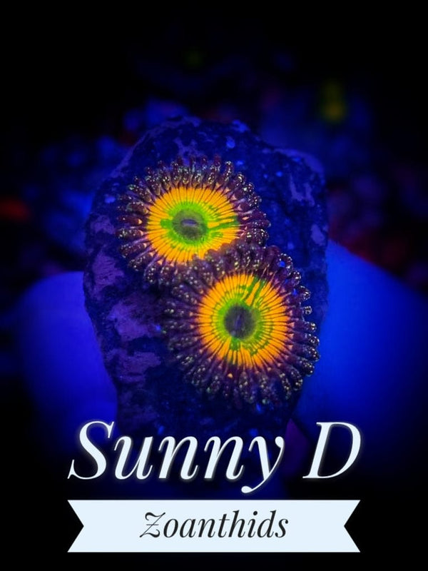 Sunny D Zoanthids - PetStore.ae