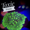 Toxic Waste Leptoseris - PetStore.ae