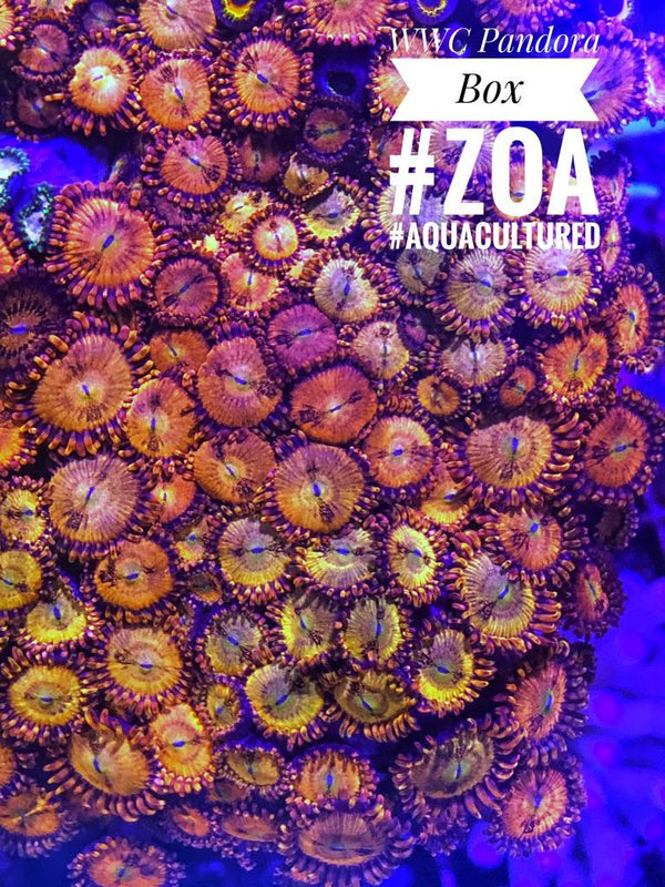 WWC - Pandoras Box Zoanthids - PetStore.ae