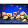 Natural River Stones - Dymax - PetStore.ae
