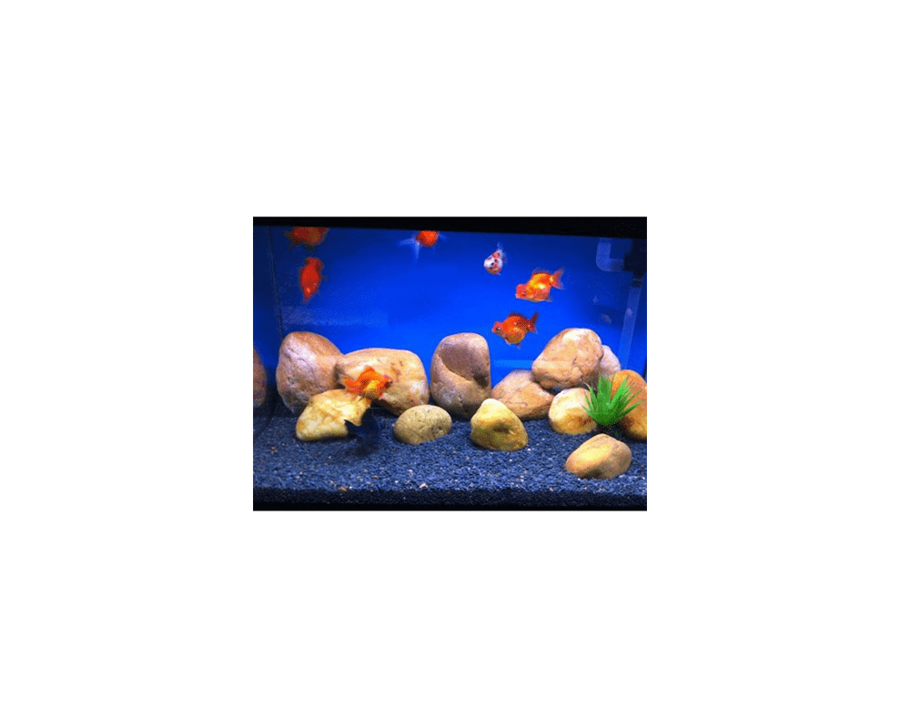 Natural River Stones - Dymax
