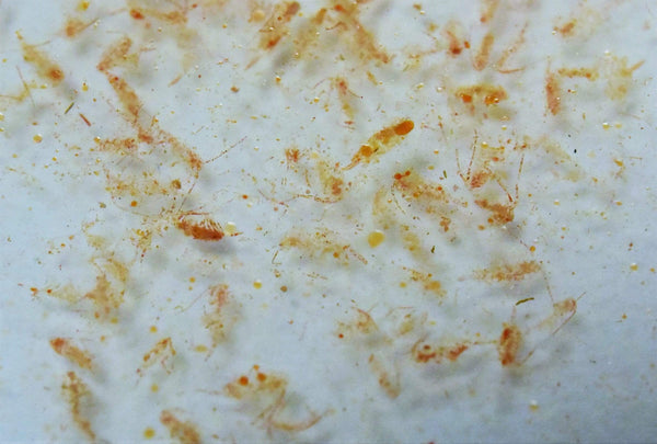 100% Natural Ocean Plankton - Fish And Coral Food - Fauna Marin - PetStore.ae