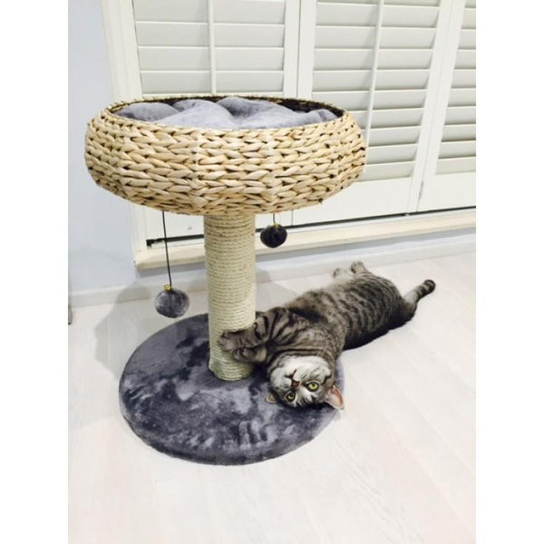 Paola Cat Playground - Fauna - PetStore.ae