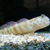 Cryptocentrus Leptocephalus - Pink-and Blue Spotted Goby - PetStore.ae