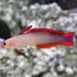 products/indonesia-live-stock-goby-nemateleotris-decora-purple-decorated-decora-purple-firefish-16605126459527.jpg