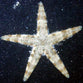 Astropecten Polyacanthus - Sand Sifting Sea Star