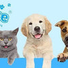 Pawise - Cat Flying Feather With Remote Control - PetStore.ae