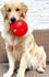 products/pawise-pet-accessories-interactive-toys-pawise-shake-me-giggle-ball-30811245641890.jpg