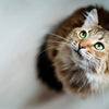 Wellness CORE - Tender Cuts with Tuna in Gravy - PetStore.ae
