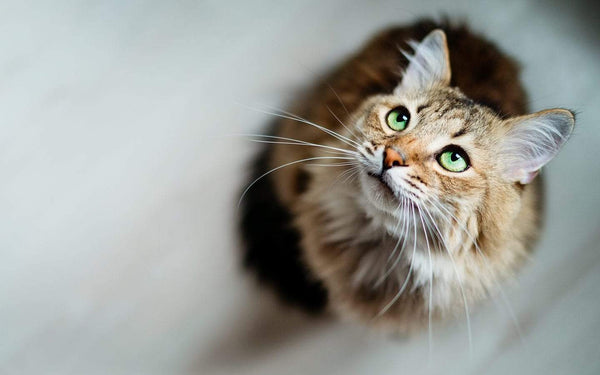 Wellness CORE - Tender Cuts with Tuna in Gravy - PetStore.ae
