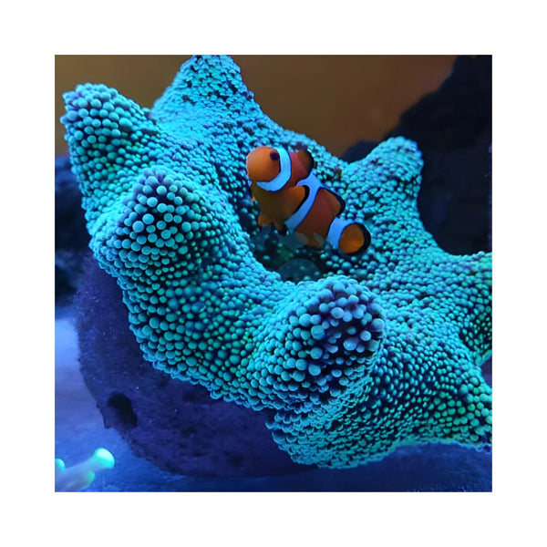 Aquarium System Solution Aquarium Accessories / Anemone Nest Aquarium System Solution (ASS) Anemone Nest Holder
