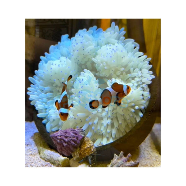 Aquarium System Solution Aquarium Accessories / Anemone Nest Aquarium System Solution (ASS) Anemone Nest Holder