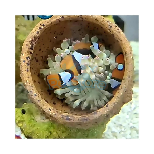 Aquarium System Solution Aquarium Accessories / Anemone Nest Aquarium System Solution (ASS) Anemone Nest Holder