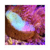 Aquarium System Solution Aquarium Accessories / Anemone Nest Aquarium System Solution (ASS) Anemone Nest Holder