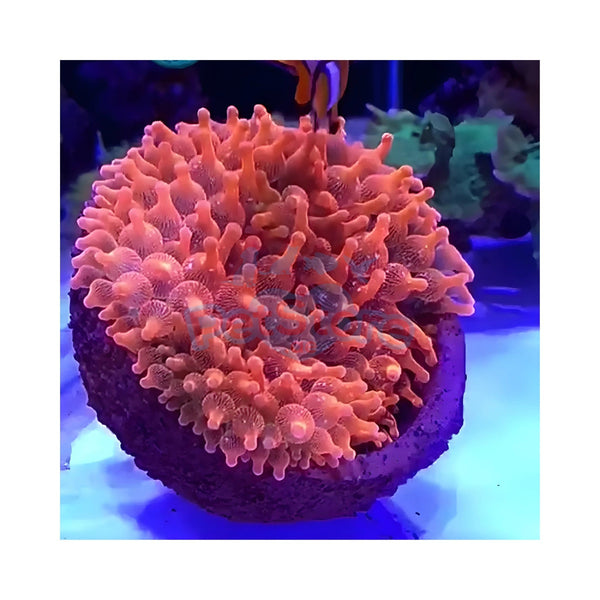 Aquarium System Solution Aquarium Accessories / Anemone Nest Aquarium System Solution (ASS) Anemone Nest Holder