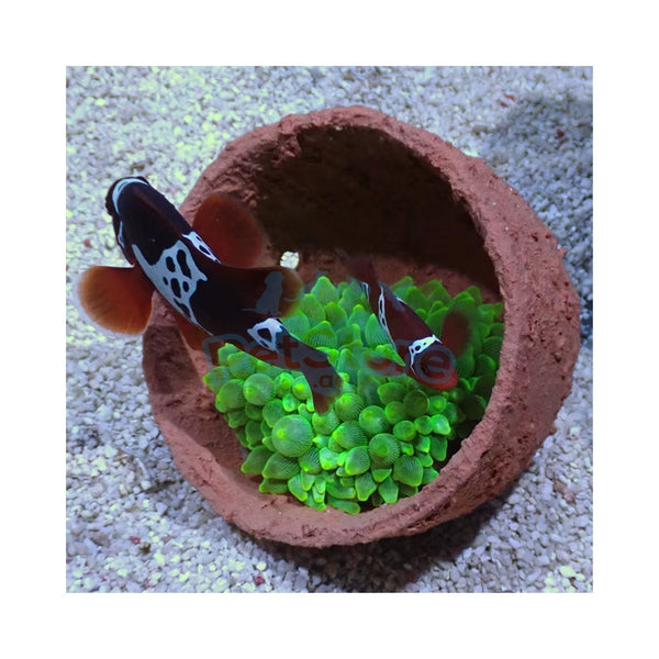 Aquarium System Solution Aquarium Accessories / Anemone Nest Aquarium System Solution (ASS) Anemone Nest Holder