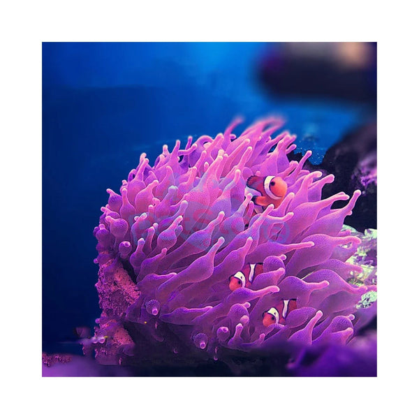 Aquarium System Solution Aquarium Accessories / Anemone Nest Aquarium System Solution (ASS) Anemone Nest Holder