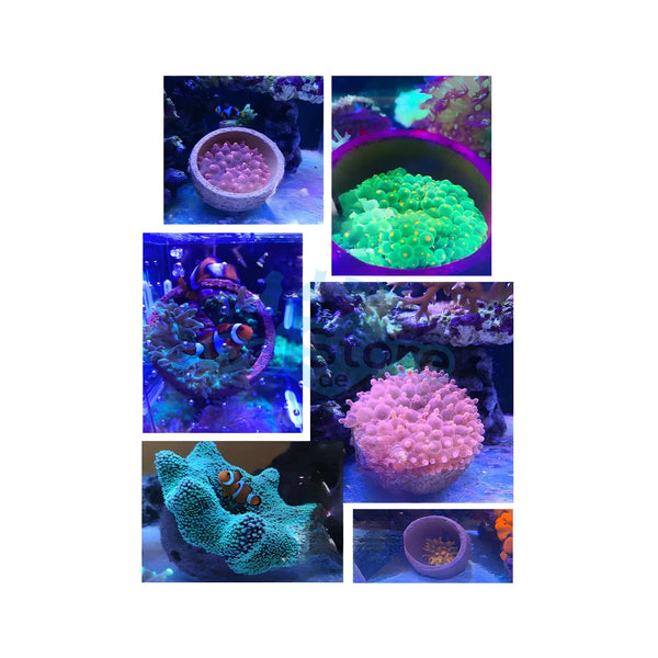 Aquarium System Solution Aquarium Accessories / Anemone Nest Aquarium System Solution (ASS) Anemone Nest Holder