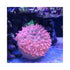files/aquarium-system-solution-aquarium-accessories-anemone-nest-aquarium-system-solution-ass-anemone-nest-holder-1190163004.jpg