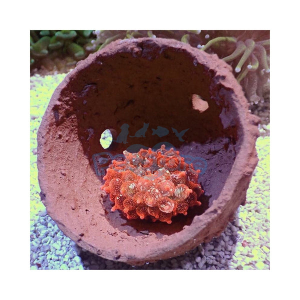Aquarium System Solution Aquarium Accessories / Anemone Nest Aquarium System Solution (ASS) Anemone Nest Holder