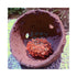 files/aquarium-system-solution-aquarium-accessories-anemone-nest-aquarium-system-solution-ass-anemone-nest-holder-1190163005.jpg