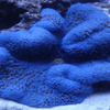 BPK Farm Invertebrates Blue Carpet Anemone