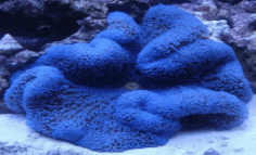 BPK Farm Invertebrates Blue Carpet Anemone