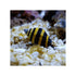 files/bpk-farm-invertebrates-bumble-bee-snail-41013705801958.jpg