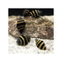 files/bpk-farm-invertebrates-bumble-bee-snail-41013706195174.jpg