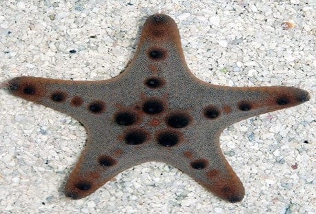 BPK Farm Invertebrates Chocolate Chip Sea Star