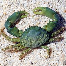 BPK Farm Invertebrates Emerald Crab