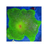 files/bpk-farm-invertebrates-haddon-s-carpet-anemone-metallic-green-41025776845030.jpg
