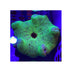 files/bpk-farm-invertebrates-haddon-s-carpet-anemone-metallic-green-41025776943334.jpg