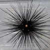 BPK Farm Invertebrates Long Spined Urchin