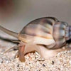BPK Farm Invertebrates Nassarius Snail