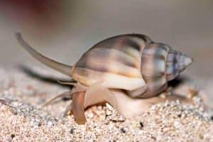 BPK Farm Invertebrates Nassarius Snail