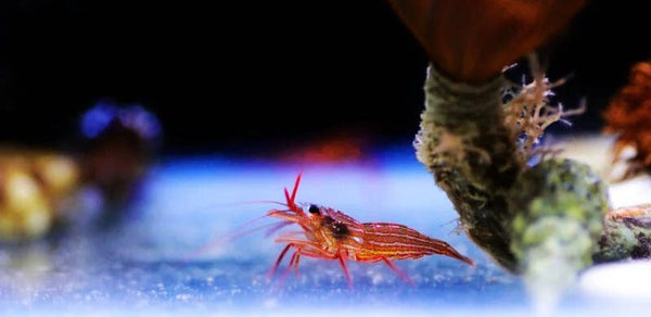 BPK Farm Invertebrates Peppermint Shrimp