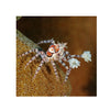 BPK Farm Invertebrates Pom Pom Crab - (Lybia sp.)