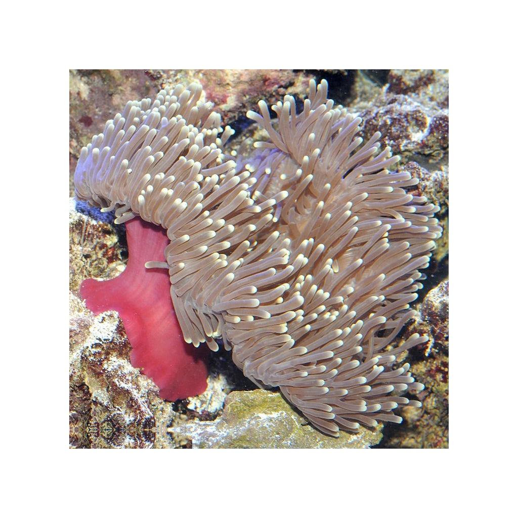 Ritteri Anemone - (Heteractis magnifica) EXPERT ONLY – PetStore.ae