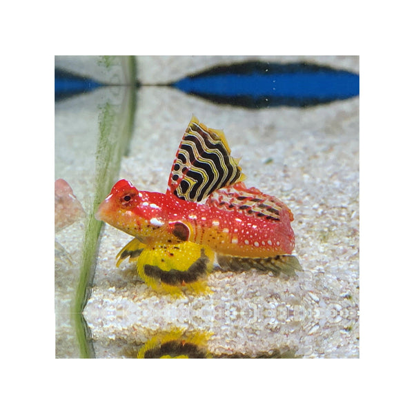 BPK Farm Invertebrates Ruby Red Dragonet - (Synchiropus sycorax)