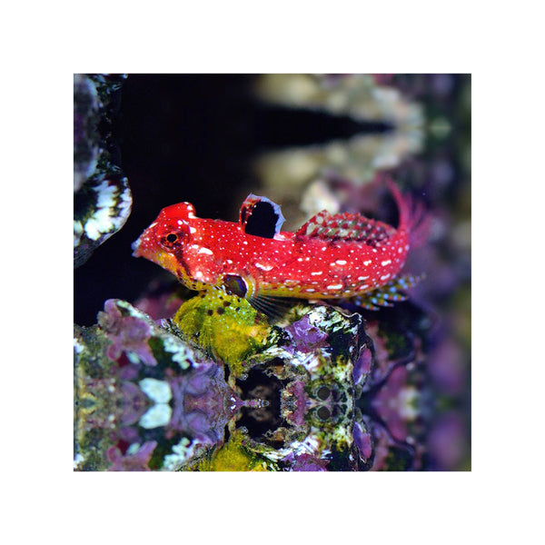 BPK Farm Invertebrates Ruby Red Dragonet - (Synchiropus sycorax)