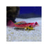 files/bpk-farm-invertebrates-ruby-red-dragonet-synchiropus-sycorax-40770205647078.jpg