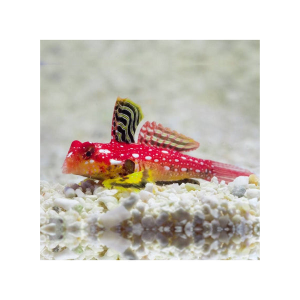 BPK Farm Invertebrates Ruby Red Dragonet - (Synchiropus sycorax)