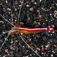 Skunk Cleaner Shrimp (Lysmata amboinensis)