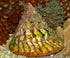 files/bpk-farm-invertebrates-trochus-snail-39832336924902.jpg