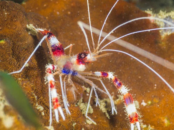 BPK Farm invertibrates Boxer Banded Shrimp/Banded Coral Shrimp