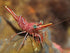 files/bpk-farm-invertibrates-durban-dancing-shrimp-camel-shrimp-39832090149094.webp