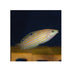 files/bpk-farm-live-stock-adorned-wrasse-halichoeres-cosmetus-40359390314726.jpg