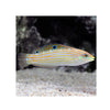 BPK Farm LIVE STOCK Adorned Wrasse (Halichoeres cosmetus)